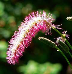 Sanguisorba obtusa Japanese burnet Sanguisorba obtusa Japanese burnet