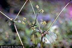Sanicula Black Snakeroot Sanicula Black Snakeroot