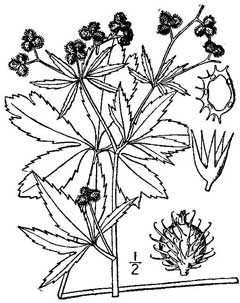 Sanicula Black Snakeroot Sanicula Black Snakeroot