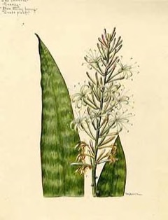Sansevieria trifasciata Mother-in-Law Sansevieria trifasciata Mother-in-Law