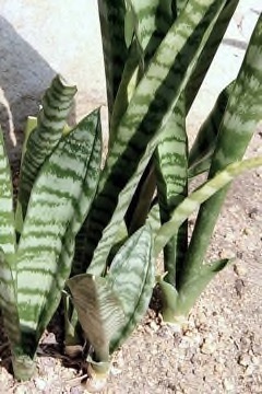 Sansevieria trifasciata Mother-in-Law Sansevieria trifasciata Mother-in-Law