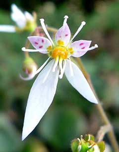 Saxifraga stolonifera Strawberry Saxifrage, Creeping Saxifrage, Strawberry Geranium, Strawberry Begonia Saxifraga stolonifera Strawberry Saxifrage, Creeping Saxifrage, Strawberry Geranium, Strawberry Begonia