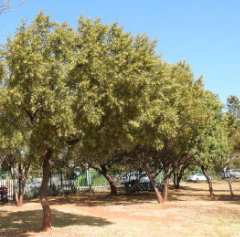 Searsia African Sumac Searsia African Sumac