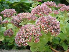 Sedum anacampseros Loce Restorer Sedum anacampseros Loce Restorer