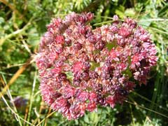 Sedum anacampseros Loce Restorer Sedum anacampseros Loce Restorer