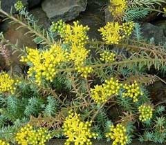 Sedum rupestre Crooked Yellow Stonecrop Sedum rupestre Crooked Yellow Stonecrop