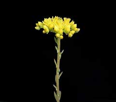 Sedum rupestre Crooked Yellow Stonecrop Sedum rupestre Crooked Yellow Stonecrop