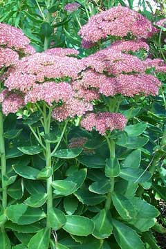 Sedum spectabile Ice Plant Sedum spectabile Ice Plant
