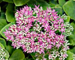 Sedum spectabile Ice Plant Sedum spectabile Ice Plant
