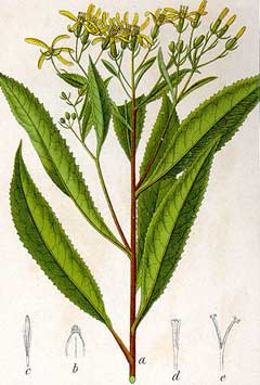 Senecio nemorensis Senecio nemorensis