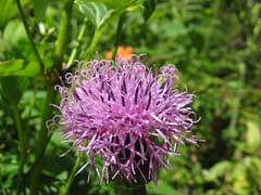 Serratula coronata Serratula coronata