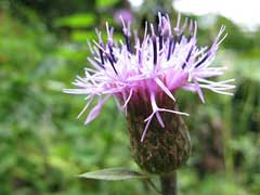 Serratula coronata Serratula coronata