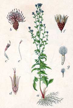 Serratula tinctoria Saw-Wort, Dyer Serratula tinctoria Saw-Wort, Dyer