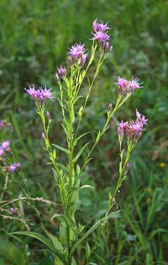 Serratula tinctoria Saw-Wort, Dyer Serratula tinctoria Saw-Wort, Dyer