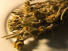 Sideritis syriaca Ironwort Sideritis syriaca Ironwort