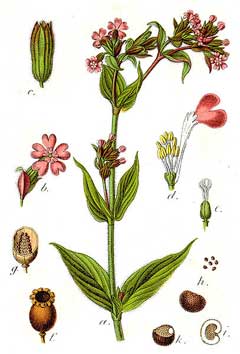 Silene dioica Red Campion, Red catchfly