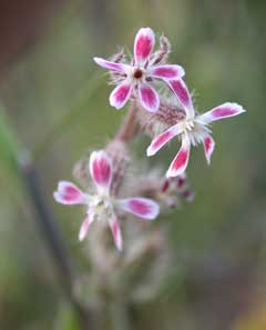 Silene gallica common catchfly Silene gallica common catchfly