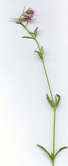 Silene gallica common catchfly Silene gallica common catchfly