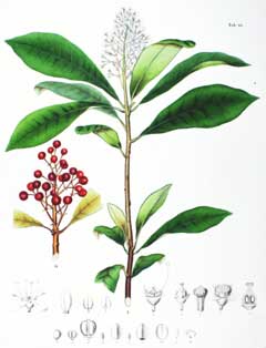 Skimmia japonica Japanese Skimmia Skimmia japonica Japanese Skimmia