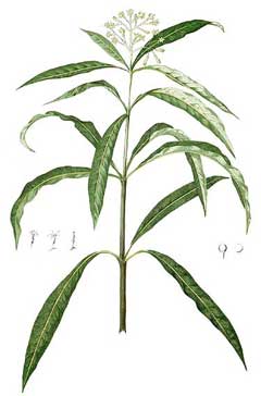 Skimmia laureola Skimmia laureola