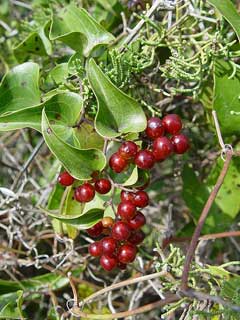 Smilax aspera Sarsaparilla, Rough bindweed Smilax aspera Sarsaparilla, Rough bindweed