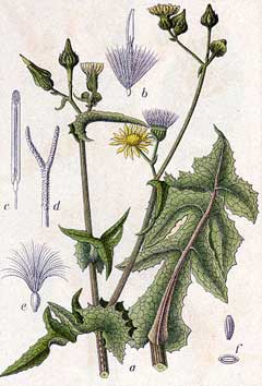 Sonchus asper Prickly Sow Thistle, Spiny sowthistle