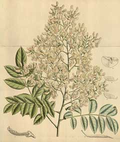 Styphnolobium japonicum Japanese Pagoda Tree, Scholar Tree Styphnolobium japonicum Japanese Pagoda Tree, Scholar Tree