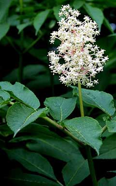 Sorbus latifolia French Hales Sorbus latifolia French Hales