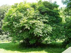 Staphylea colchica Bladdernut Staphylea colchica Bladdernut