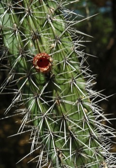 Stenocereus griseus Cactaceae. Pitaya, Organpipe cactus