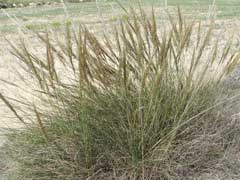 Stipa tenacissima Esparto Grass, Esparto Stipa tenacissima Esparto Grass, Esparto