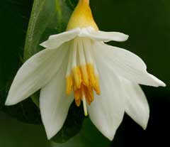 Styrax officinalis Storax Tree Styrax officinalis Storax Tree