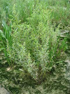 Suaeda maritima Sea Blite, Herbaceous seepweed, Rich Suaeda maritima Sea Blite, Herbaceous seepweed, Rich