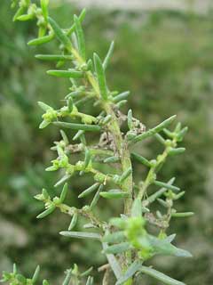Suaeda maritima Sea Blite, Herbaceous seepweed, Rich Suaeda maritima Sea Blite, Herbaceous seepweed, Rich