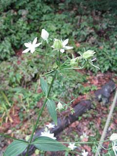 Swertia bimaculata Swertia bimaculata