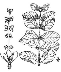 Symphoricarpos orbiculatus Coralberry Symphoricarpos orbiculatus Coralberry