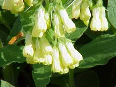 Symphytum tuberosum Tuberous comfrey Symphytum tuberosum Tuberous comfrey