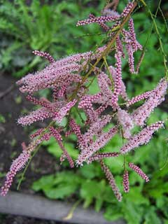 Tamarix ramosissima Tamarisk, Saltcedar Tamarix ramosissima Tamarisk, Saltcedar