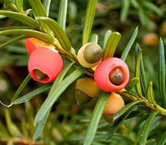 Taxus baccata Yew, English yew,  Common Yew