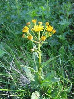 Tephroseris palustris Marsh Fleawort Tephroseris palustris Marsh Fleawort