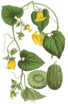 Thladiantha dubia Red Hailstone, Manchu tubergourd Thladiantha dubia Red Hailstone, Manchu tubergourd