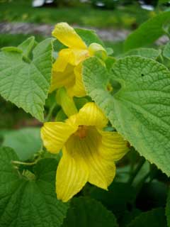 Thladiantha dubia Red Hailstone, Manchu tubergourd Thladiantha dubia Red Hailstone, Manchu tubergourd