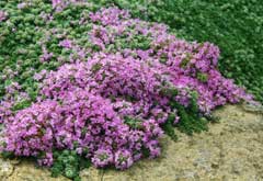 Thymus praecox Mother of thyme, Creeping thyme, Woolly Thyme
