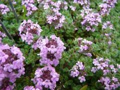 Thymus pseudolanuginosus Woolly Thyme Thymus pseudolanuginosus Woolly Thyme