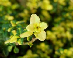 Thymus x citriodorus Lemon Thyme, Creeping Lemon Thyme, Lemon-Scented  Thyme