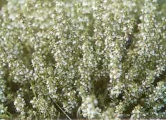 Thymus zygis Thymus zygis