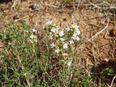 Thymus zygis Thymus zygis