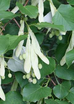 Tilia oliveri Tilia oliveri