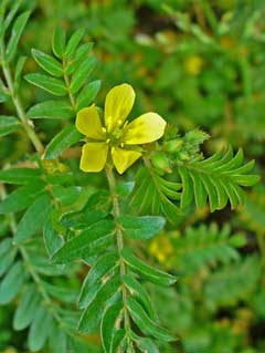 Tribulus terrestris Caltrop, Puncturevine Tribulus terrestris Caltrop, Puncturevine