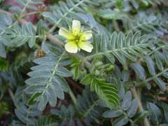 Tribulus terrestris Caltrop, Puncturevine Tribulus terrestris Caltrop, Puncturevine